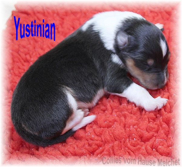 Amerikanische Collie Welpen