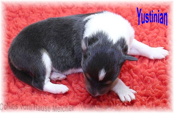 Amerikanische Collie Welpen