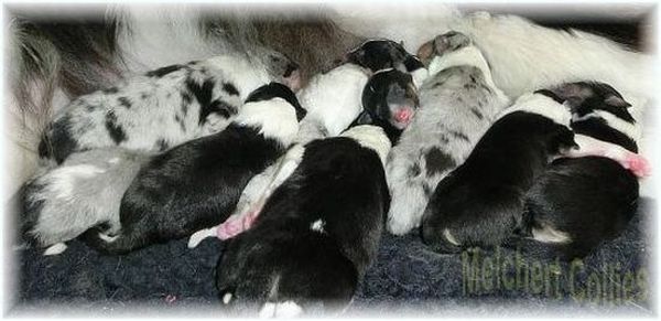 neugeborene colliewelpen 