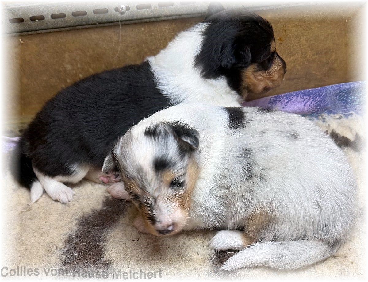 Amerikanische Collie Welpen vom Hause Melchert
