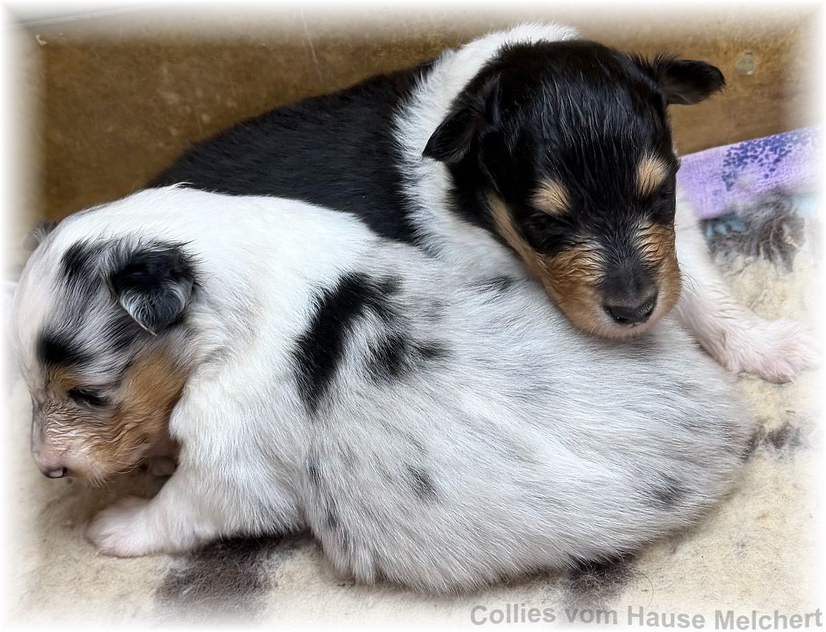 Amerikanische Collie Welpen vom Hause Melchert