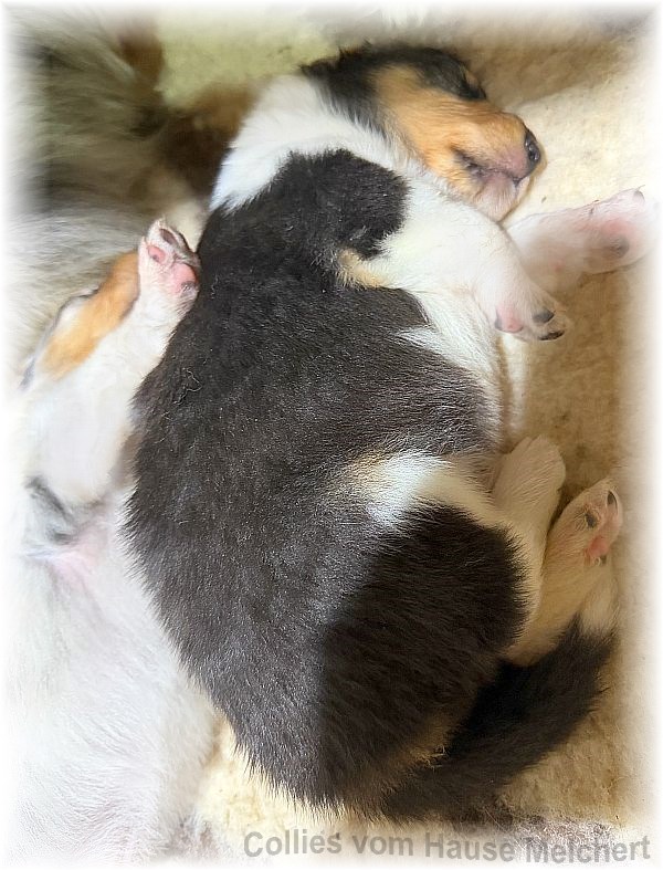 Amerikanische Collie Welpen vom Hause Melchert