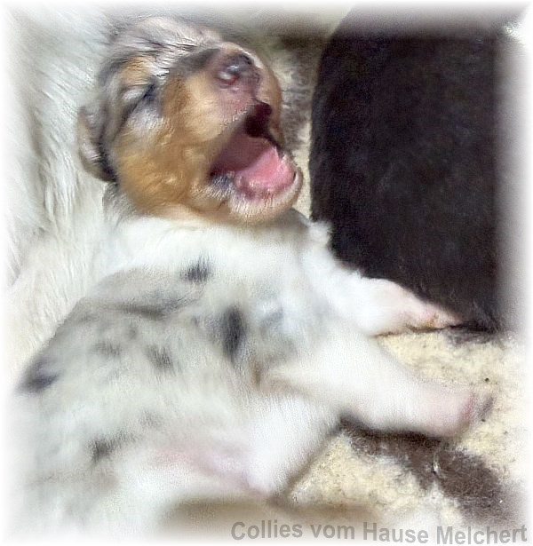 Amerikanische Collie Welpen vom Hause Melchert