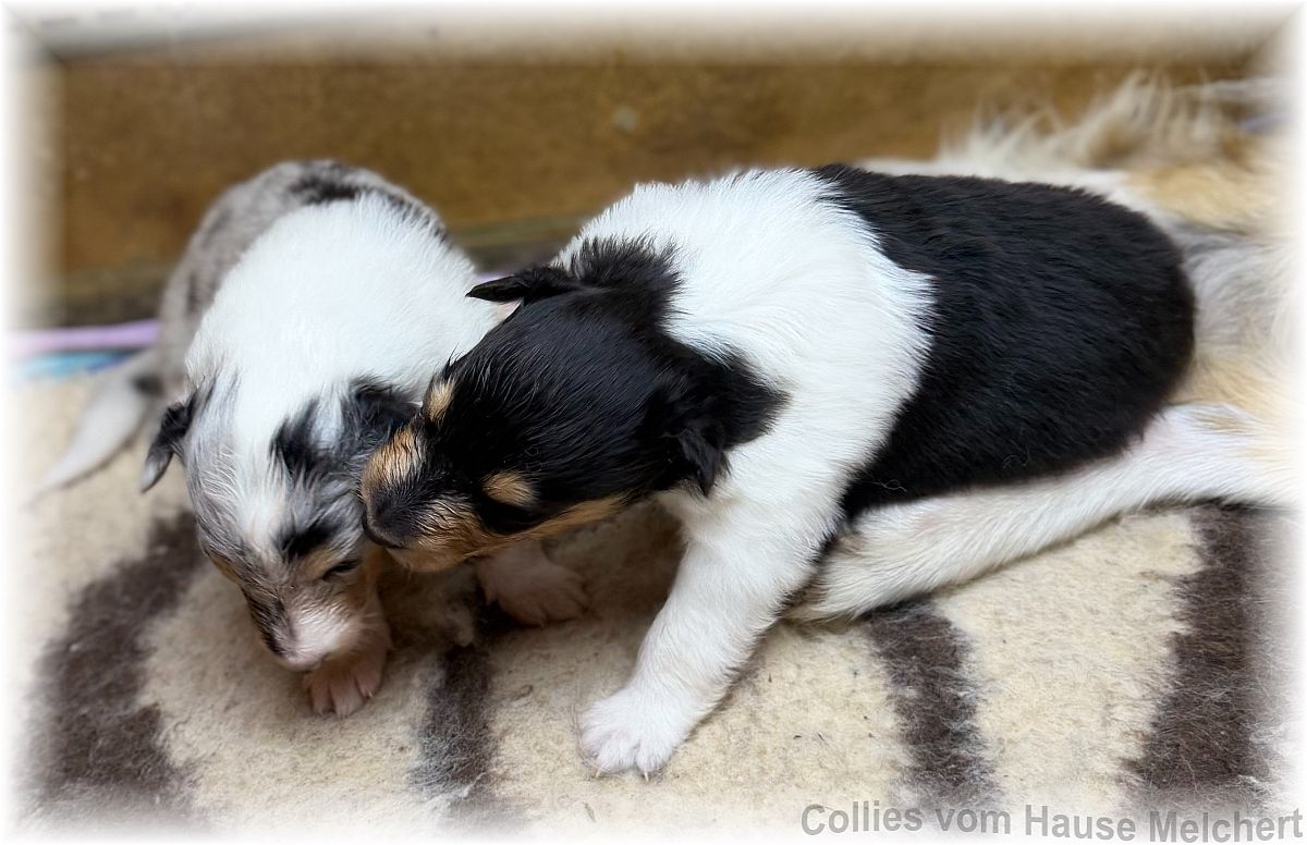 Amerikanische Collie Welpen vom Hause Melchert