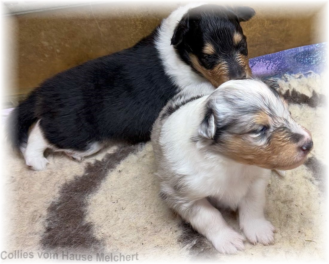 Collie Welpen amerikanische Linie