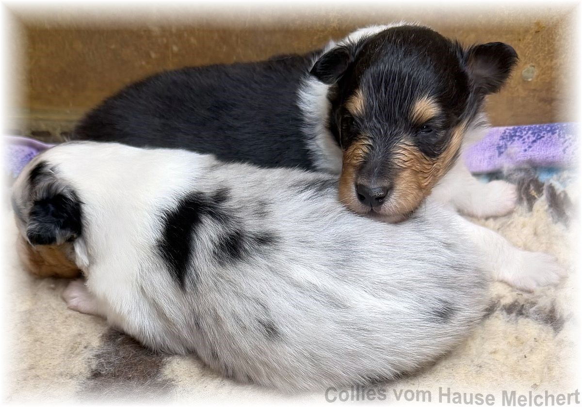 Amerikanische Collie Welpen vom Hause Melchert
