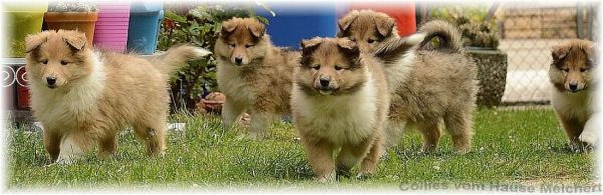 Collie Züchter vom Hause Melchert