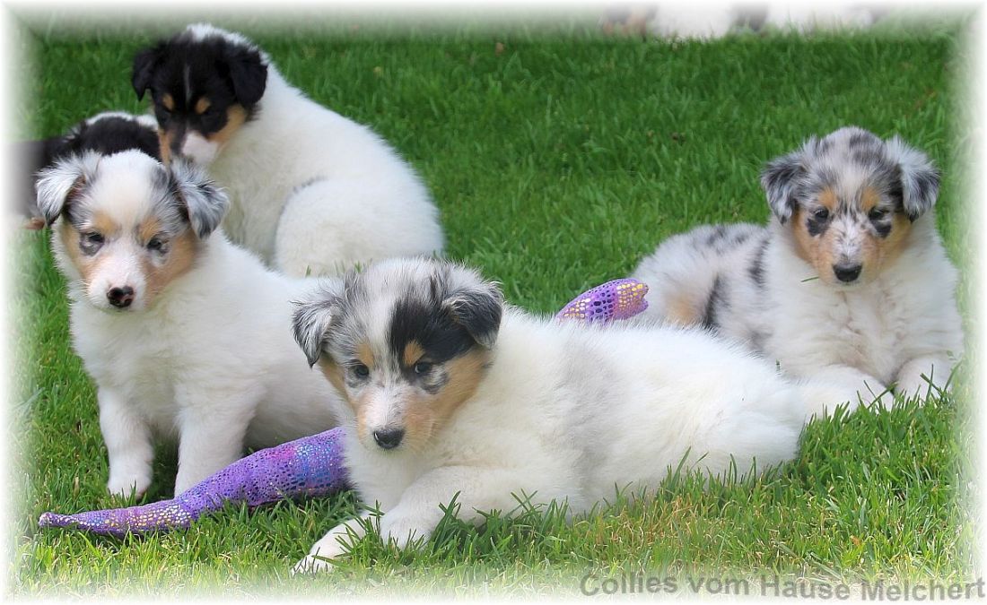 Colliewelpen aktuell
